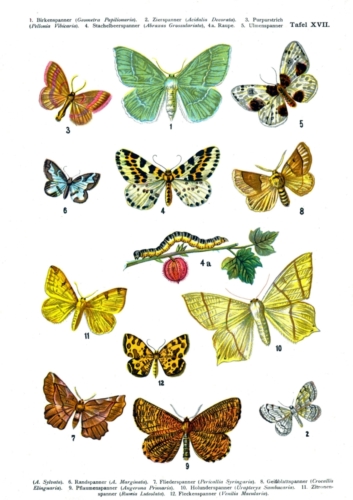 European Butterflies Plate 17