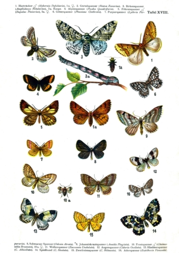European Butterflies Plate 18
