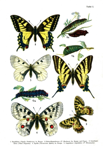 European Butterflies Plate 1