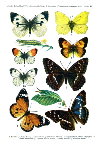 European Butterflies Plate 2