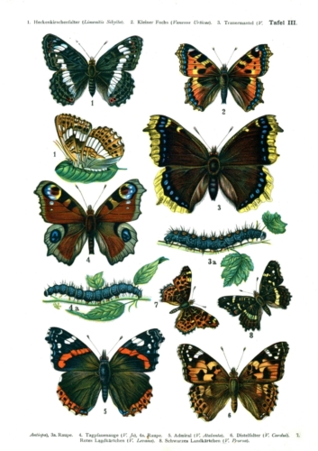 European Butterflies Plate 3