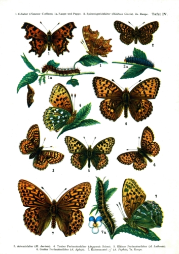 European Butterflies Plate 4