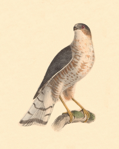 The Slate-colored Hawk