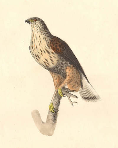 The Rough-legged Buzzard