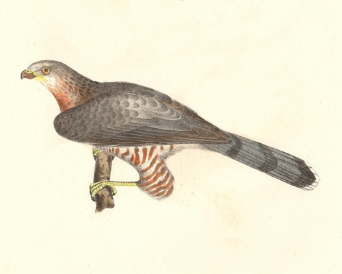 Cooper's Hawk