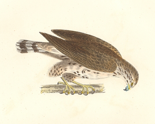 The Broad-winged Buzzard