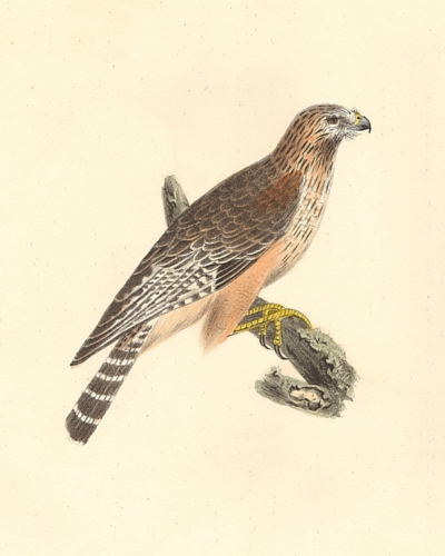 The Red-shouldered Buzzard