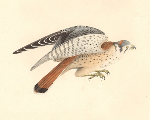 The American Sparrow Hawk