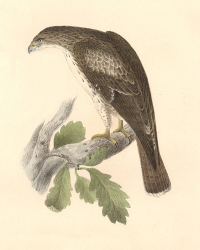 The Red-tailed Buzzard