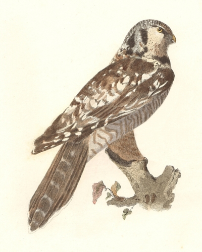 The Hawk Owl