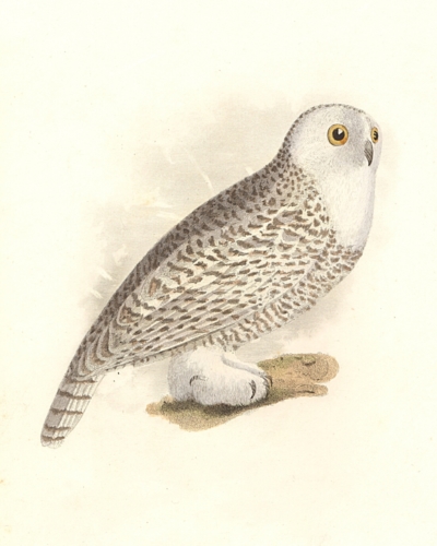 The Snow Owl