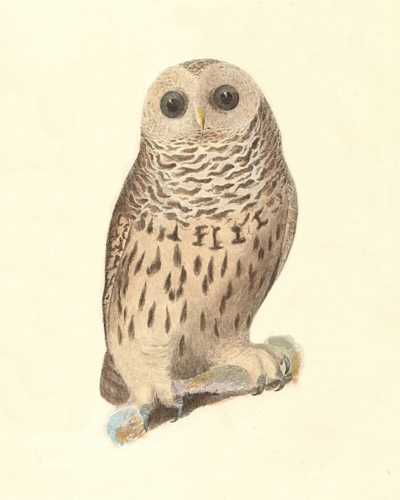 The Barred Owl