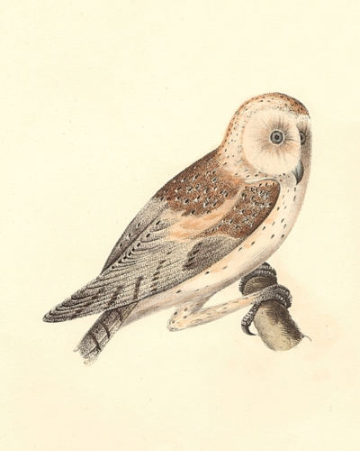 The American Barn Owl