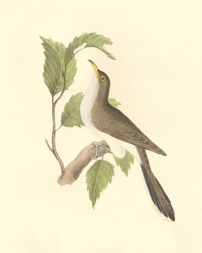 The Yellow-billed Cuckoo