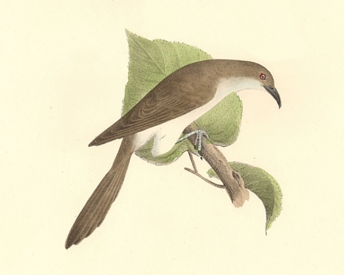 The Black-billed Cuckoo