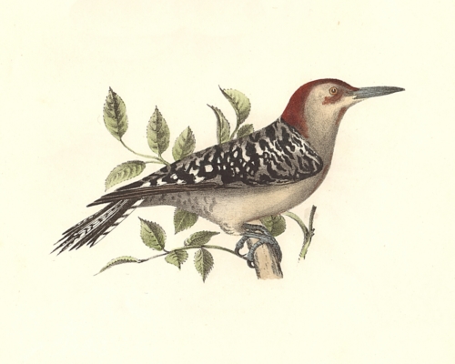 The Red-bellied Woodpecker
