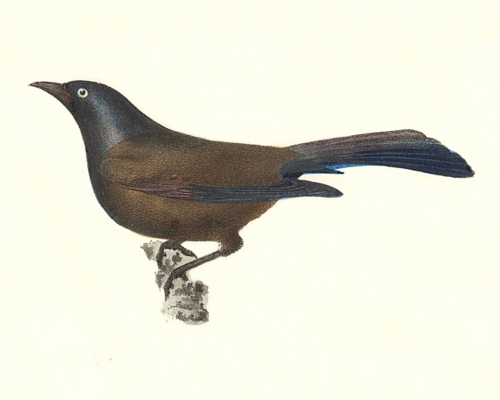 The Common Crow Blackbird