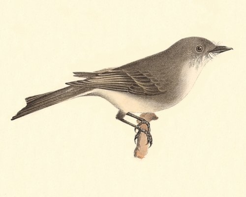 The Phoebe-bird