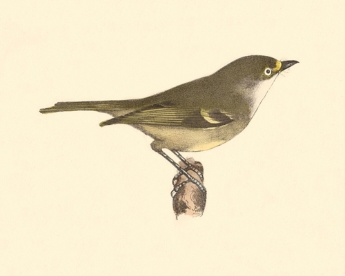 The White-eyed Greenlet