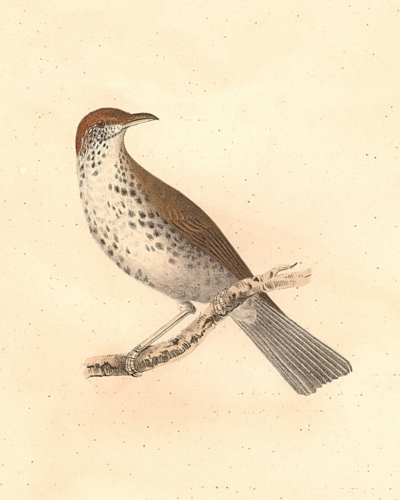 The Wood Thrush