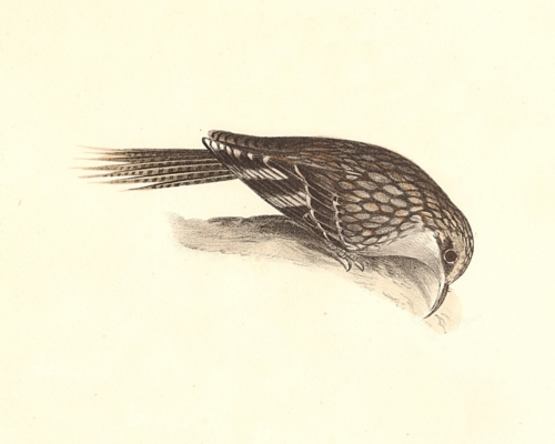The Brown Creeper