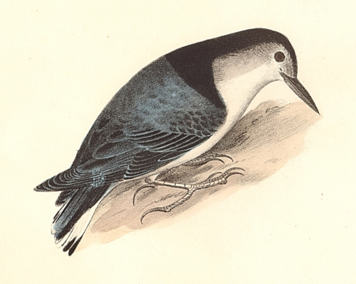 The White-breasted Nuthatch