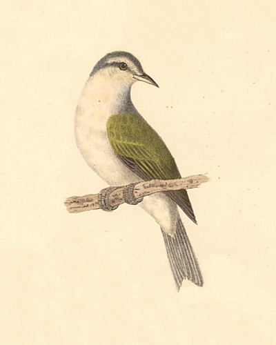 The Tennessee Warbler