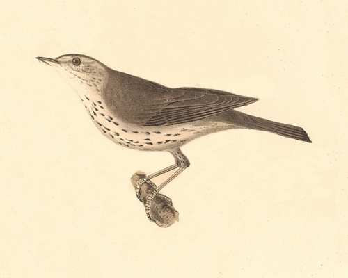 The New-York Water Thrush