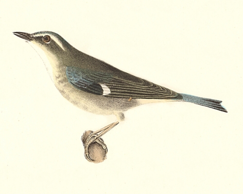 The Black-throated Blue Warbler