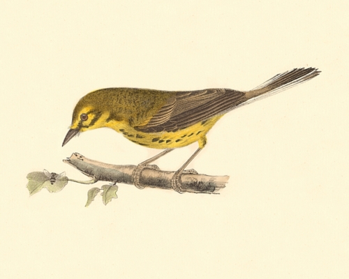 The Prairie Warbler