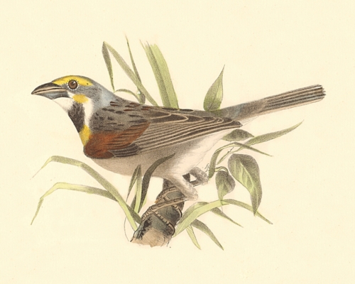 The Black-throated Bunting