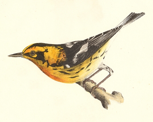 The Blackburnian Warbler