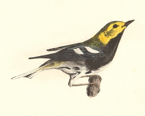 The Black-throated Green Warbler