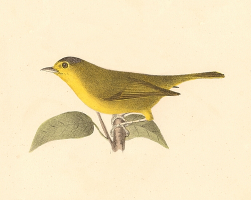 The Green Black-capped Warbler