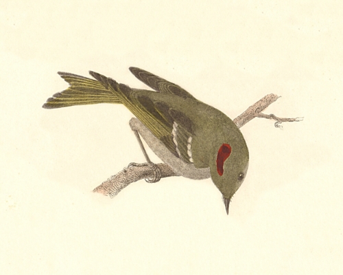 The Ruby-crowned Kinglet