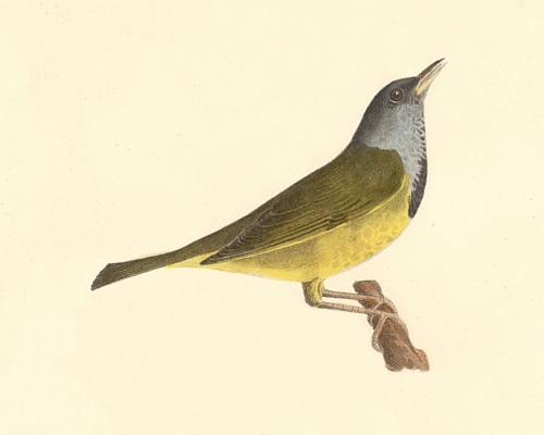 The Mourning Warbler