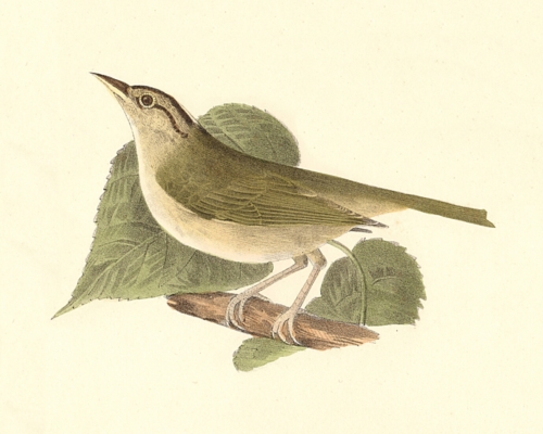 The Wormeating Warbler