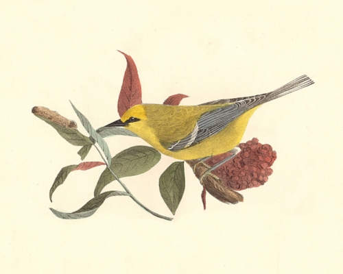 The Blue-winged Warbler