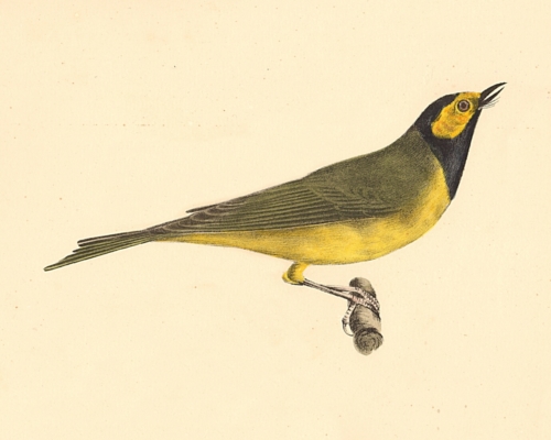 The Hooded Warbler