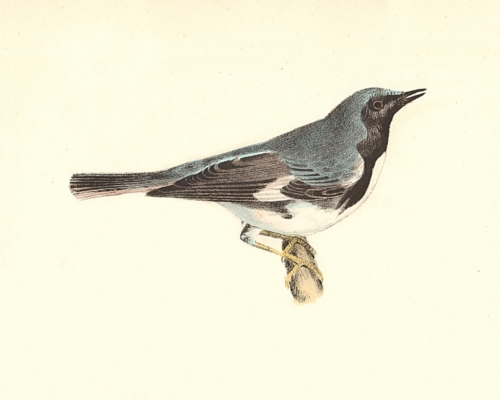 The Black-throated Blue Warbler