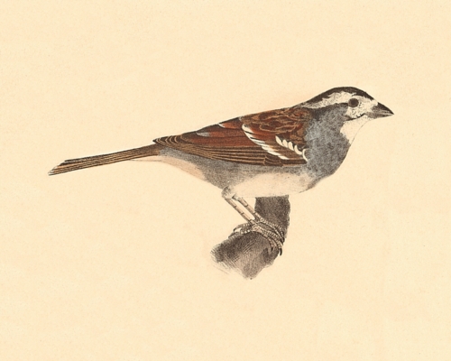 The White-crowned Sparrow, male