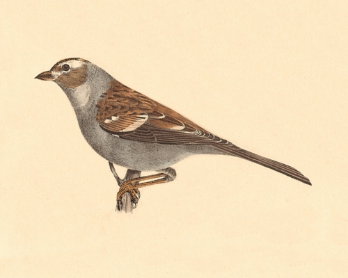 The White-crowned Sparrow, female