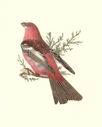 The Pine Bulfinch