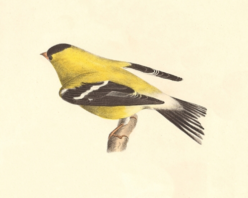 The Yellowbird