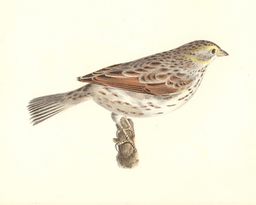 The Savannah Bunting