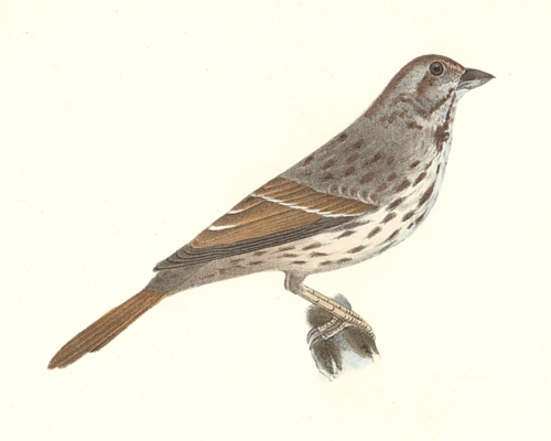 The Song Sparrow