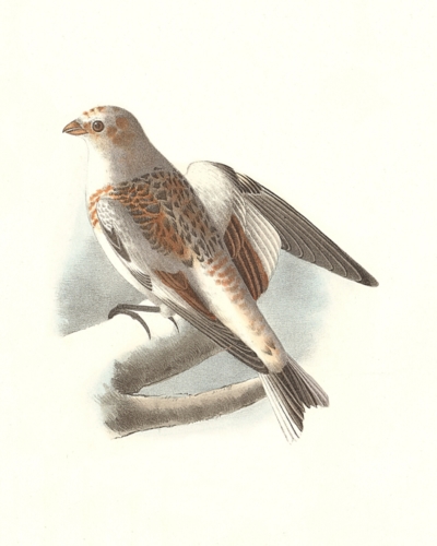 The White Snowbird