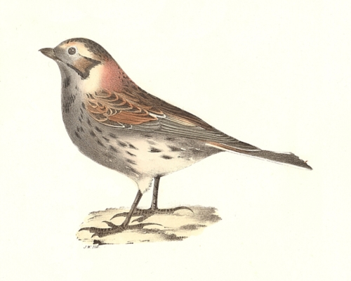 The Lapland Snowbird