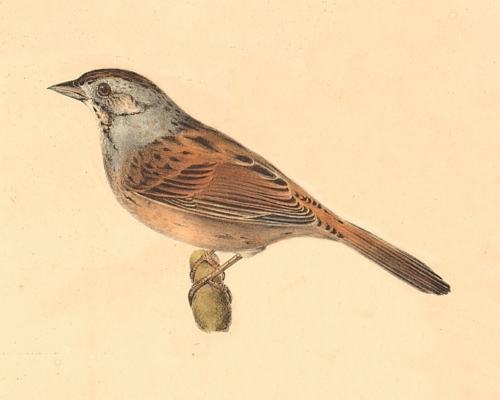 The Swamp Finch