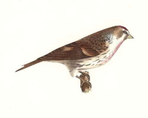 The Lesser Redpoll
